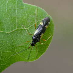 Dryophilocoris flavoquadrimaculatus