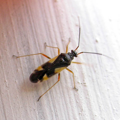Dryophilocoris flavoquadrimaculatus