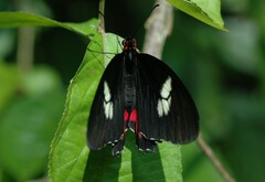Parides