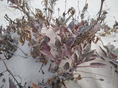 Abronia angustifolia