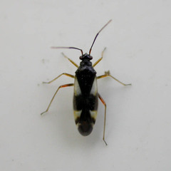 Dryophilocoris flavoquadrimaculatus