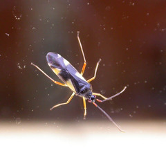 Dryophilocoris flavoquadrimaculatus