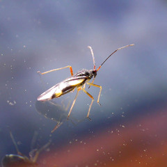 Dryophilocoris flavoquadrimaculatus