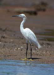 Egretta garzetta dimorpha