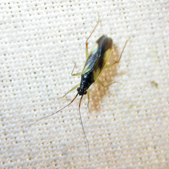 Teratocoris antennatus
