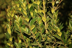 Myrceugenia planipes