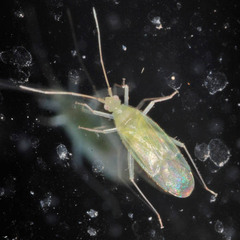 Malacocoris chlorizans