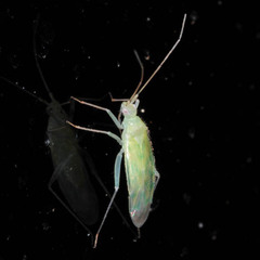 Malacocoris chlorizans