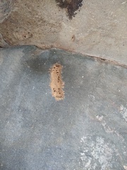 Sceliphron caementarium