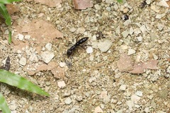 Pachycondyla crassinoda