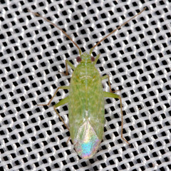 Orthotylus flavosparsus
