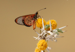 Acraea neobule