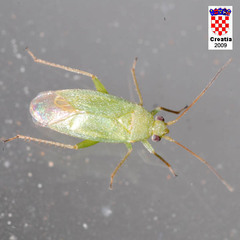 Orthotylus flavosparsus