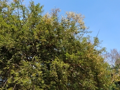 Vachellia leucophloea