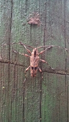 Colobothea centralis