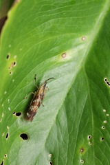 Raphirhinus phosphoreus