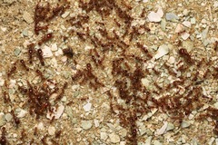 Labidus