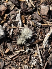 Dasymutilla sackenii