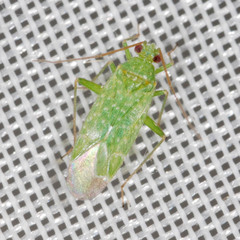 Orthotylus flavosparsus