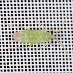 Orthotylus flavosparsus