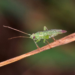 Orthotylus flavosparsus
