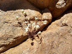 Notholaena standleyi