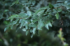 Nothofagus nitida