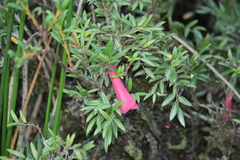 Philesia magellanica