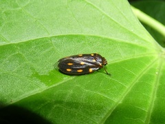 Ocoaxo septemnotatus