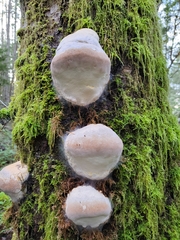 Fomitopsis