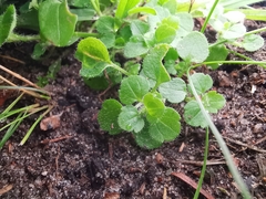 Veronica hederifolia-sublobata-triloba