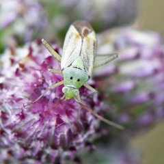 Closterotomus norwegicus
