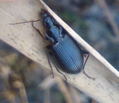 Limodromus assimilis