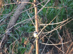 Pitangus sulphuratus