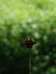 Gasteracantha geminata