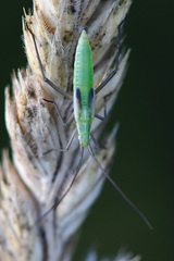 Megaloceroea recticornis