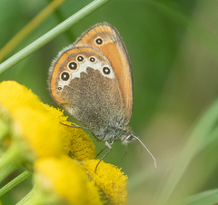 Coenonympha gardetta