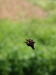 Gasteracantha geminata