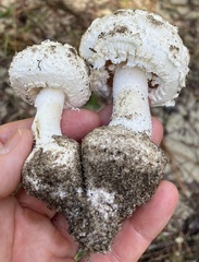 Amanita longipes