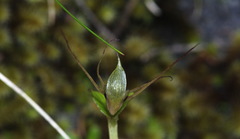 Corybas dienemus