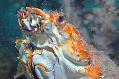 Leptomithrax gaimardii