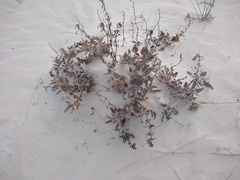 Abronia angustifolia