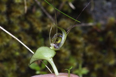Corybas dienemus