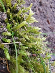 Brachythecium albicans