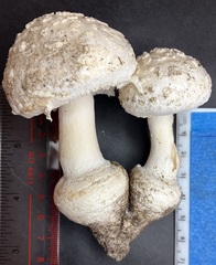 Amanita longipes