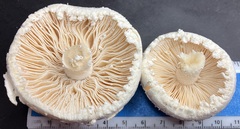 Amanita longipes