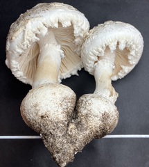 Amanita longipes