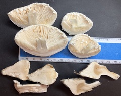 Amanita longipes
