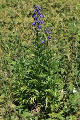 Aconitum napellus