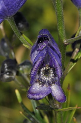 Aconitum napellus